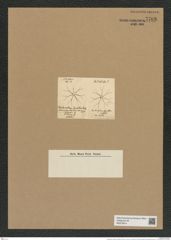 Chaetoceros varians (Lauder) (de-Toni-Nr.: Genus 149, Species 4150) Zeichnungen Sammlung Grunow Nr. 7708 (NHMW-BOT-W0376914)